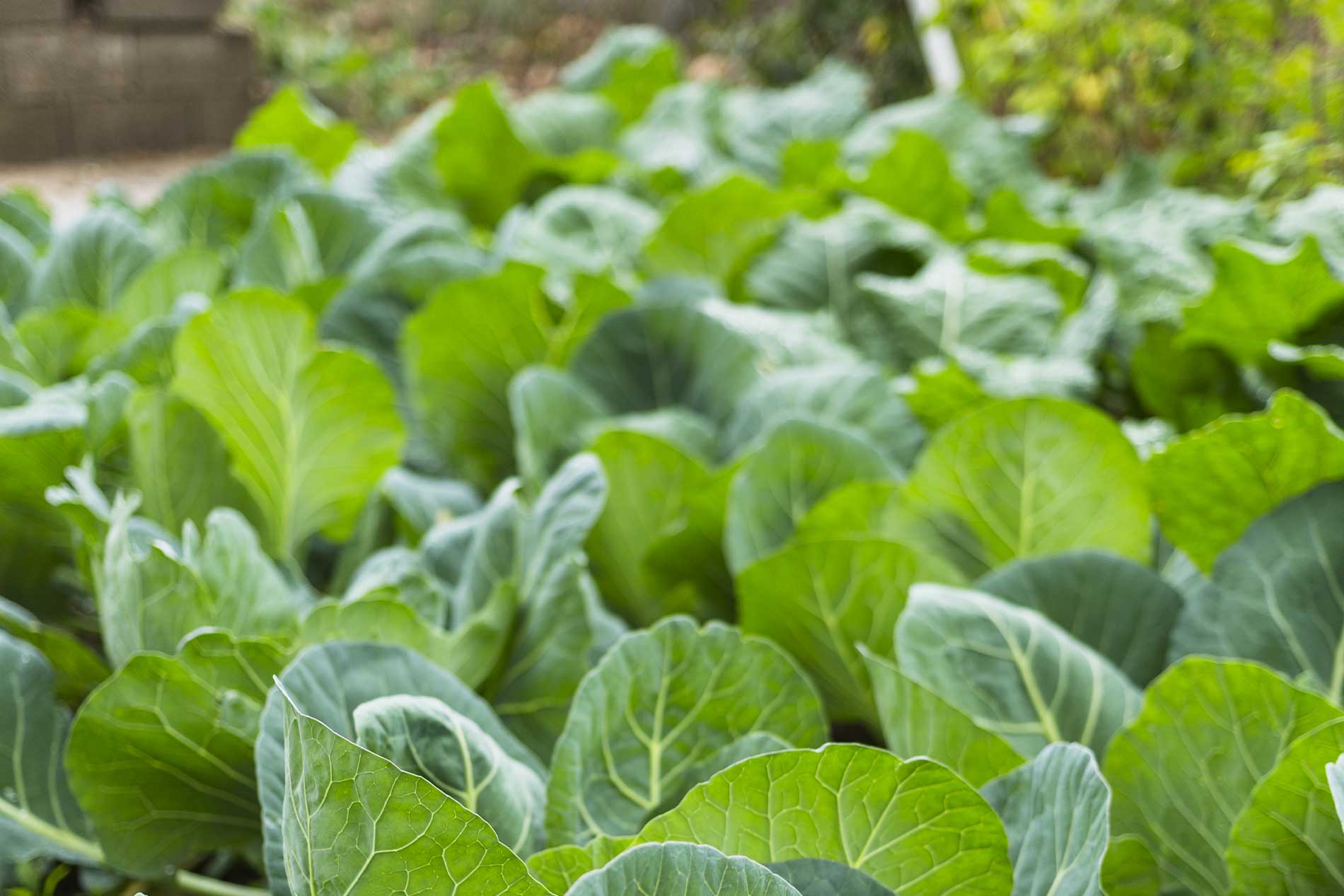 Ortaggi - Società Agricola Morrone