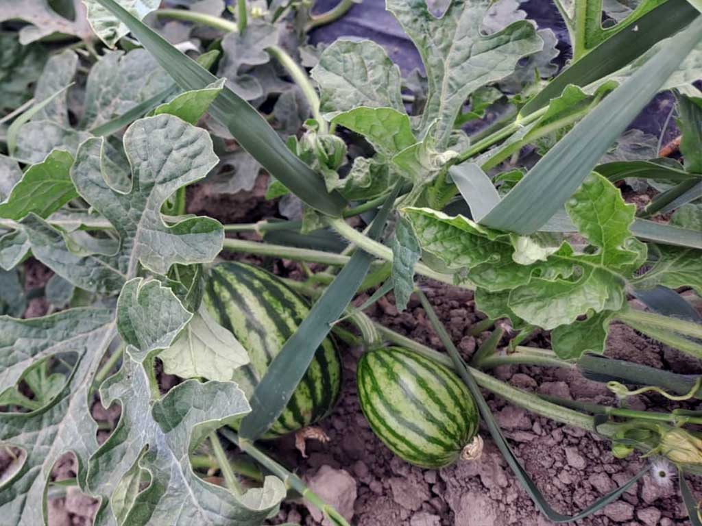 Chi siamo 4 Angurie in crescita - Società Agricola Morrone