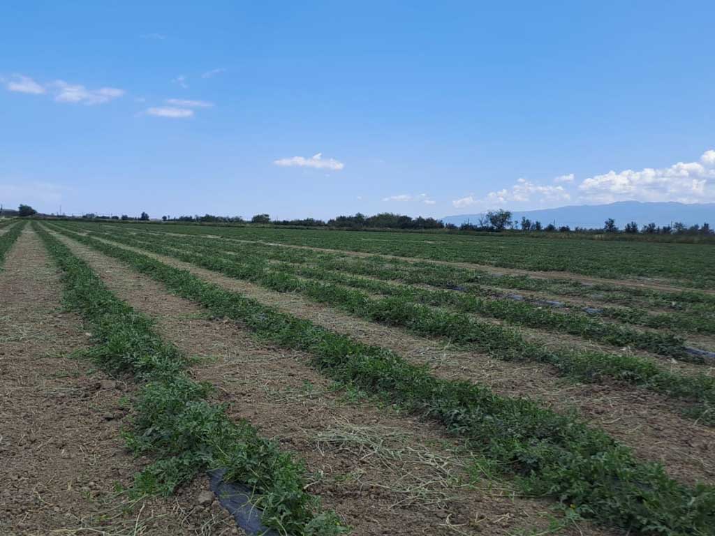 Chi siamo 2 Campo della Società Agricola Morrone - Piana di Sibari