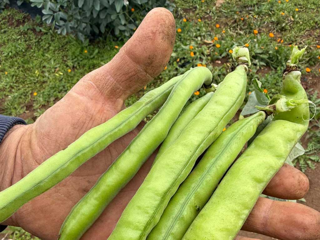Chi siamo 6 Mani di chi lavora la terra con cura - Società Agricola Morrone